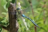 IMG_5724 Anax imperator